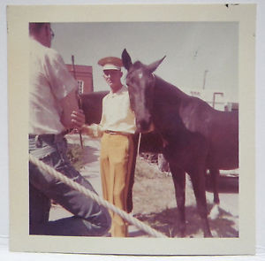 liberty horses 6 liberty horses 6