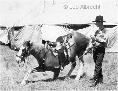 Stevens52BobGrubbTrickHorse1 Stevens52BobGrubbTrickHorse1